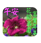 Flowers - 9 [Chinese version]（個別スタンプ：31）