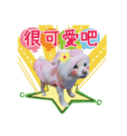 King baby dog（個別スタンプ：1）