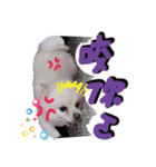 King baby dog（個別スタンプ：3）