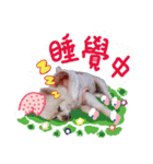 King baby dog（個別スタンプ：5）