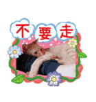 King baby dog（個別スタンプ：9）