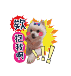 King baby dog（個別スタンプ：11）