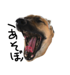 シェパード ミックス犬 雑種 スパイク 2（個別スタンプ：7）