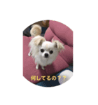 朝から可愛い愛犬（個別スタンプ：7）