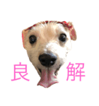 なつ（犬）のおもしろスタンプ！（個別スタンプ：10）