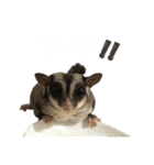 Sugarglider IN MY LIFE（個別スタンプ：10）