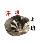 Sugarglider IN MY LIFE（個別スタンプ：12）