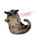 Sugarglider IN MY LIFE（個別スタンプ：14）