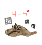 Sugarglider IN MY LIFE（個別スタンプ：17）