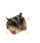 Sugarglider IN MY LIFE（個別スタンプ：20）