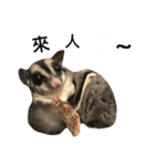 Sugarglider IN MY LIFE（個別スタンプ：26）