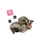 Sugarglider IN MY LIFE（個別スタンプ：31）