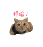 ChuTzMeow（個別スタンプ：2）