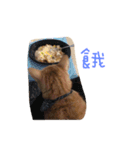 ChuTzMeow（個別スタンプ：14）