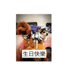 every day is happy dog（個別スタンプ：4）