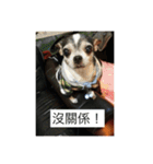 every day is happy dog（個別スタンプ：14）