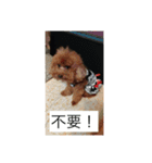 every day is happy dog（個別スタンプ：20）