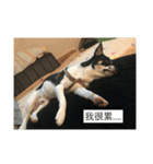 every day is happy dog（個別スタンプ：21）