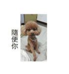 every day is happy dog（個別スタンプ：23）