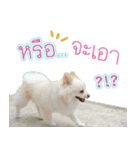 Dollar little dog（個別スタンプ：5）