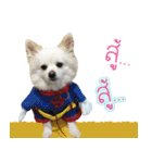 Dollar little dog（個別スタンプ：9）