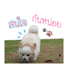 Dollar little dog（個別スタンプ：14）