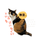 77cat will tell you（個別スタンプ：1）