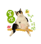 77cat will tell you（個別スタンプ：4）