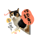 77cat will tell you（個別スタンプ：10）