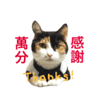 77cat will tell you（個別スタンプ：13）