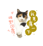 77cat will tell you（個別スタンプ：15）