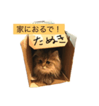 飼い猫たぬきち（個別スタンプ：2）