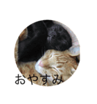 茶トラと黒猫(ウィル君ノア君)（個別スタンプ：3）