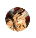 茶トラと黒猫(ウィル君ノア君)（個別スタンプ：4）