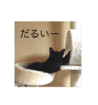 茶トラと黒猫(ウィル君ノア君)（個別スタンプ：5）