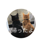 茶トラと黒猫(ウィル君ノア君)（個別スタンプ：9）