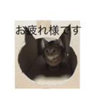 茶トラと黒猫(ウィル君ノア君)（個別スタンプ：12）