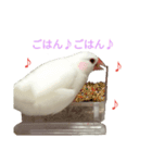 白文鳥の文左衛門（個別スタンプ：5）