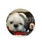 shih tzu LOVE02（個別スタンプ：2）