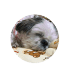 shih tzu LOVE02（個別スタンプ：22）