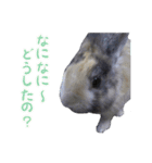 ウサギのウサ田さん（個別スタンプ：15）
