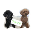 family dog 2（個別スタンプ：2）