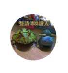 law of frog part1（個別スタンプ：10）