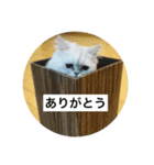 ペルシャ（個別スタンプ：11）