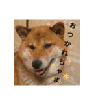 Shibainu-3bakacan（個別スタンプ：2）