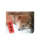 Shibainu-3bakacan（個別スタンプ：4）