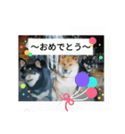 Shibainu-3bakacan（個別スタンプ：5）