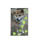 Shibainu-3bakacan（個別スタンプ：7）