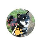 Shibainu-3bakacan（個別スタンプ：9）