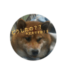 Shibainu-3bakacan（個別スタンプ：13）